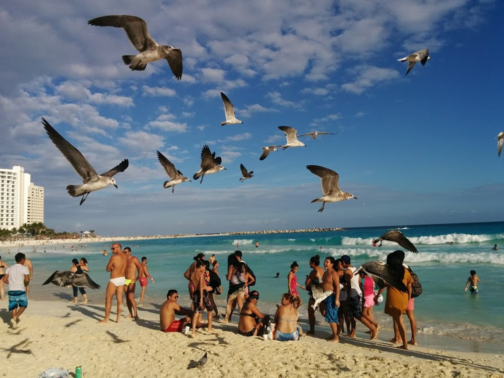 Чайки на пляже Канкуна