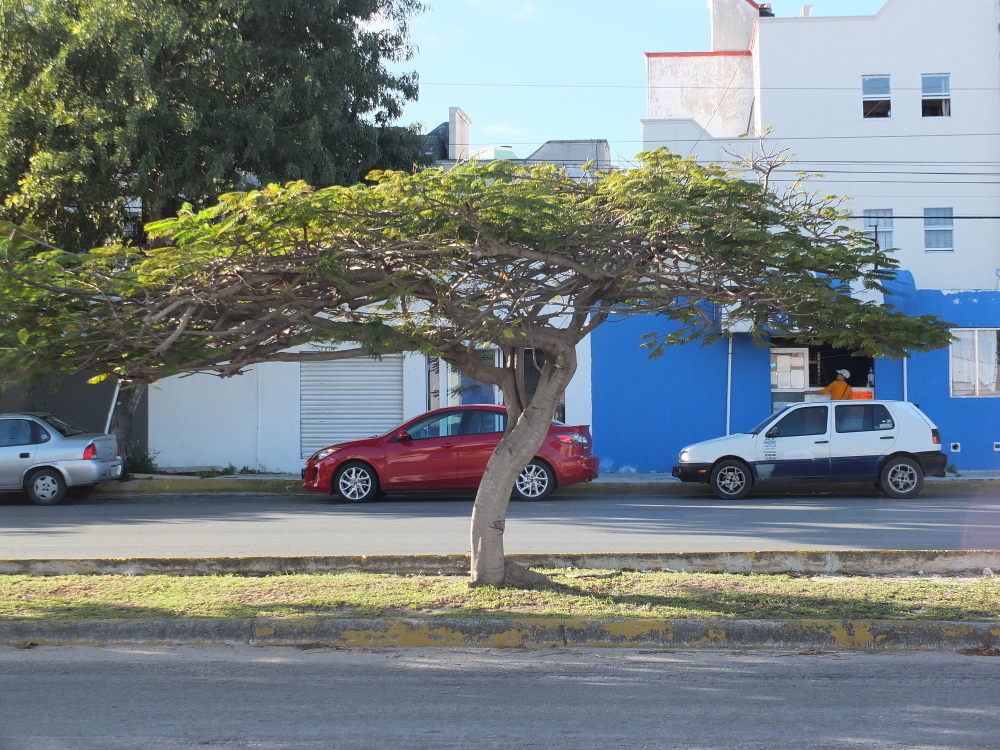 Дерево Канкуна