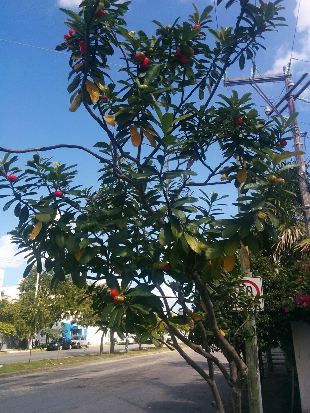 Дерево Канкуна