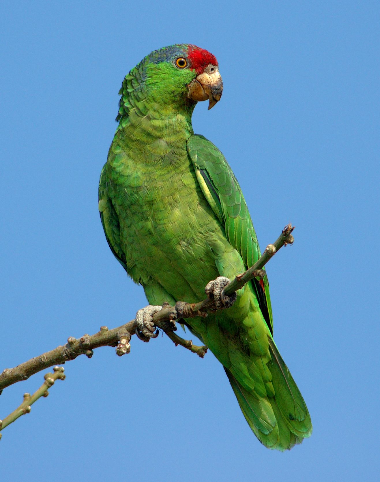 Птицы Мексики: каких птиц мы видели в Канкуне