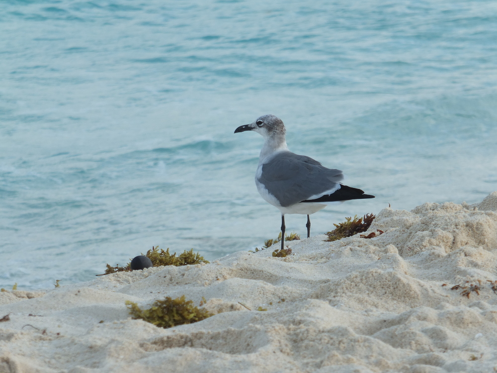 Playa Delfines