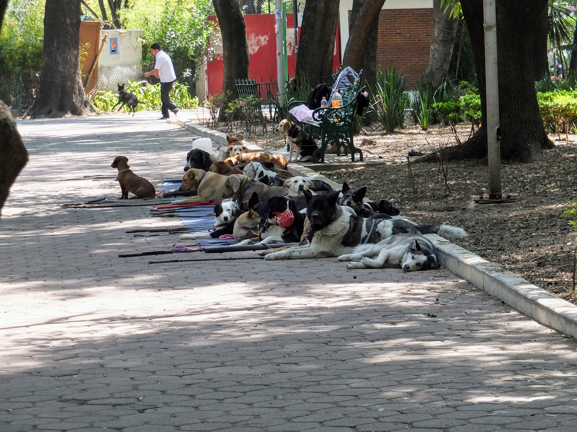 Собаки в парке