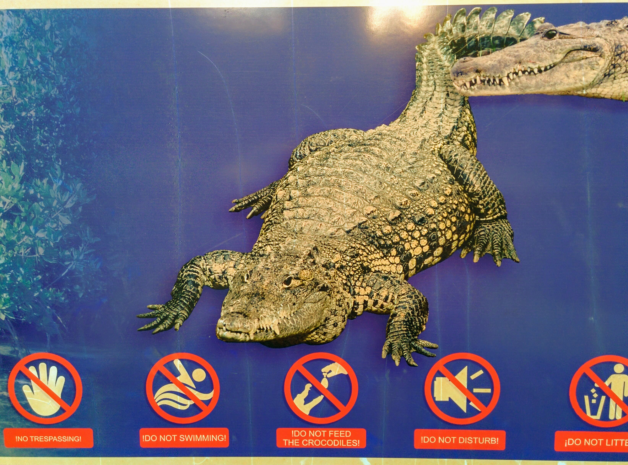 Осторожно крокодилы