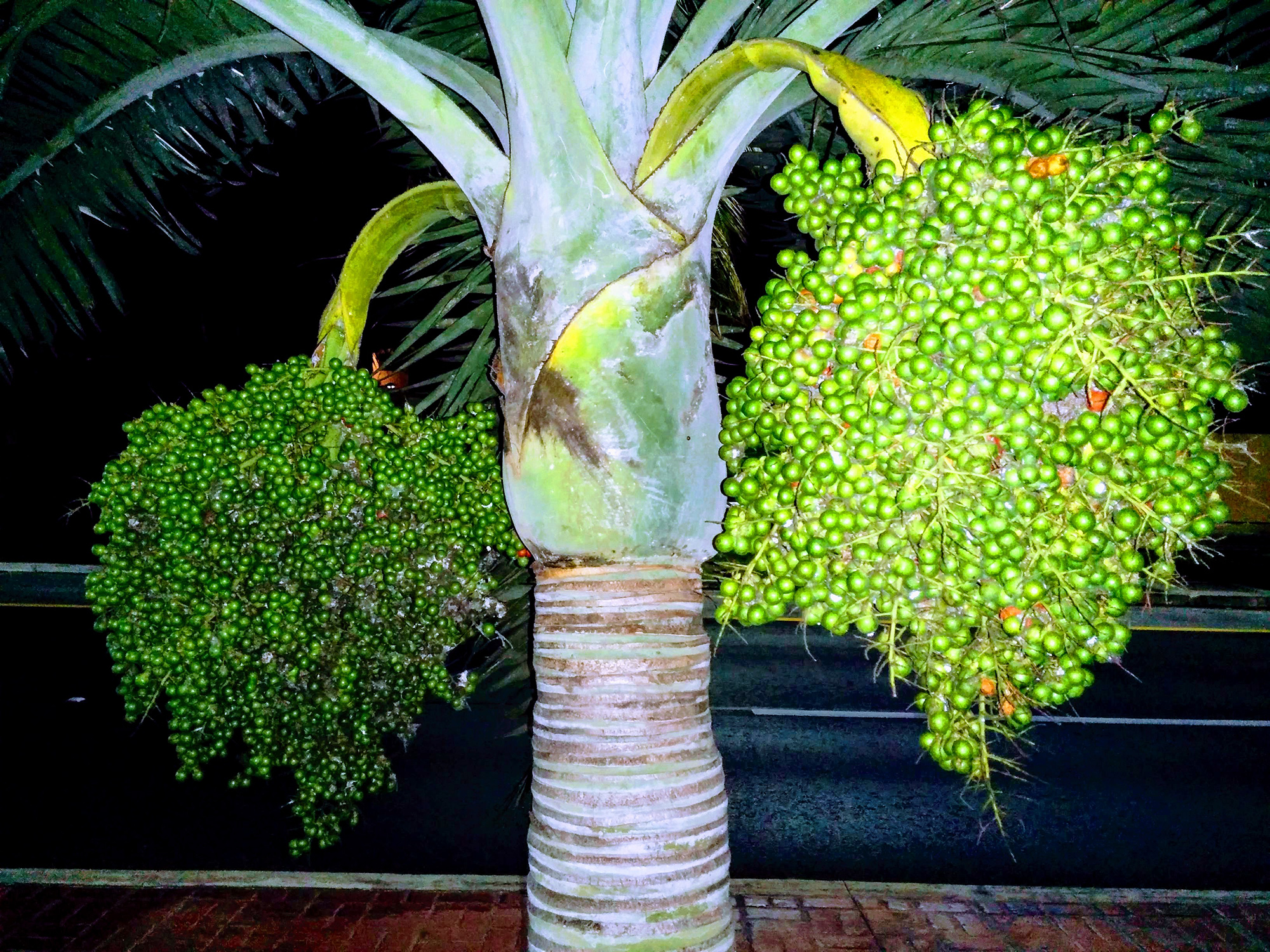 Пальмовые плоды