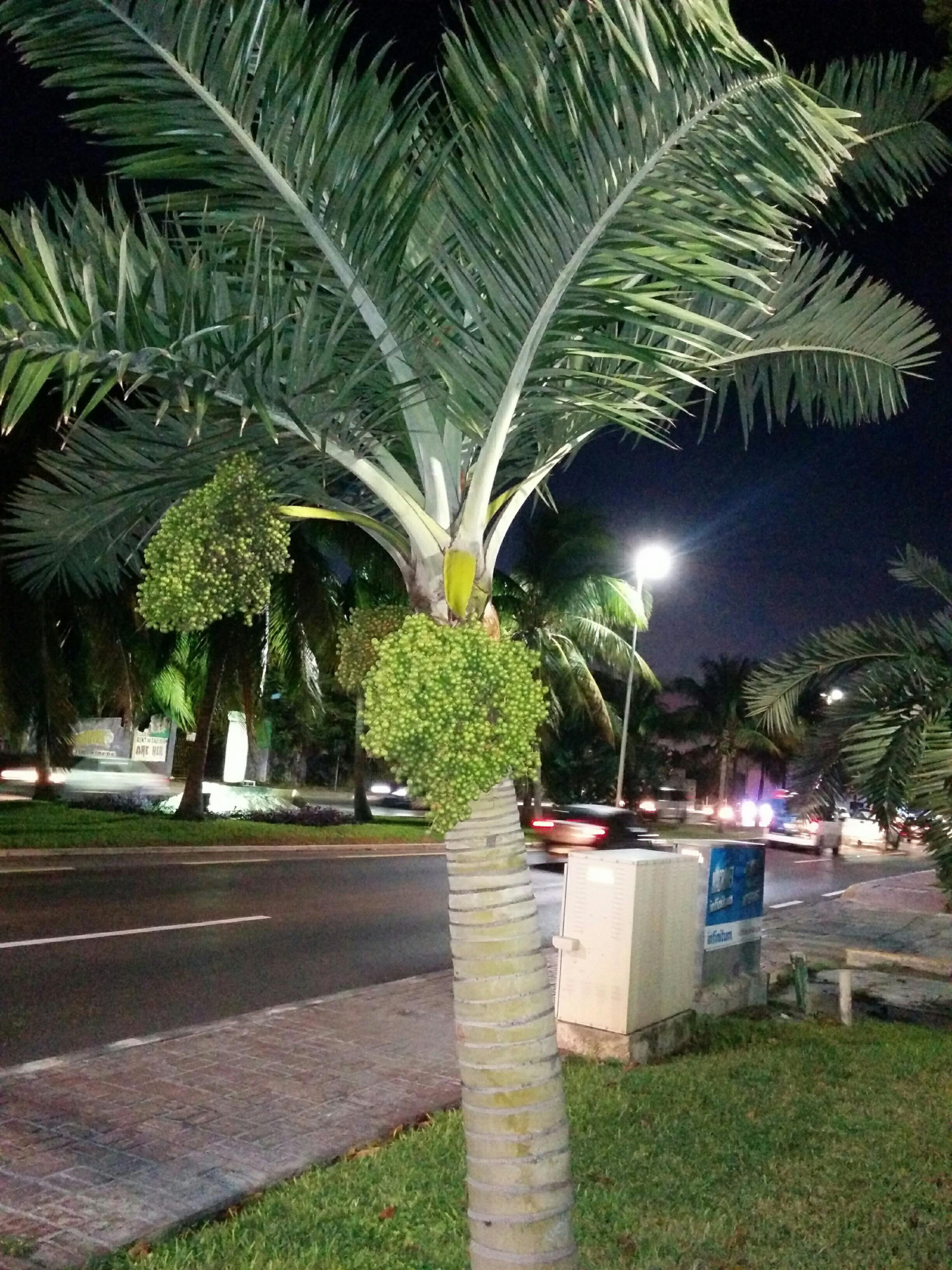 Пальма с плодами