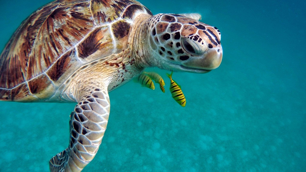 Морские черепахи Канкуна